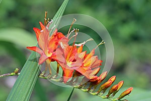 Orange crocosmia flowering spike in close up