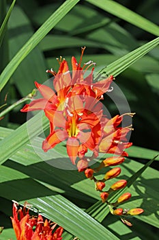 Orange crocosmia flowering spike in close up