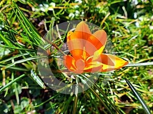 Orange crocus flowers in green meadow