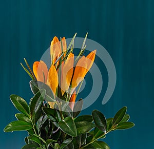 Orange crocus heuffelianus flowers, floral arrangement, bouquet, green background, close up