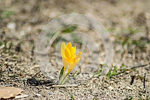 Orange crocus wild flower blossom in a field, nature concept, one of the first blooming flowers, early spring plant, Crocus