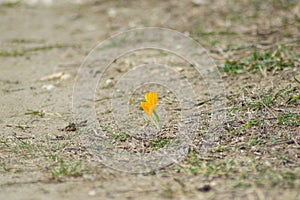 Orange crocus wild flower blossom in a field, nature concept, one of the first blooming flowers, early spring plant, Crocus