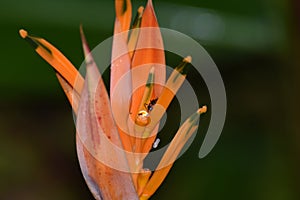 Orange croscosmia flower on plant