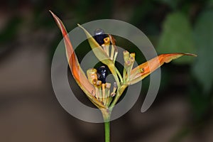 Orange croscosmia flower on plant