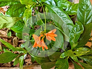 Orange crossandra flower