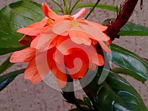 Orange crossandra flower