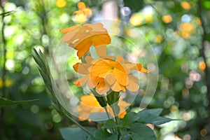 Orange crossandra flower, Crossandra sp.