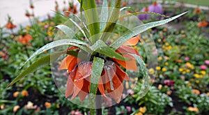 Orange crown imperial flower covered with raindrops