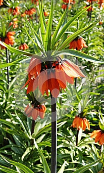 Orange crown imperial flowers vertical