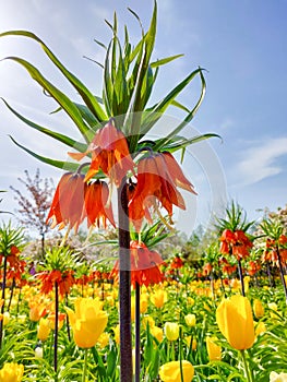 Orange crown imperial lily flower in front of a bed of tulips