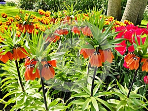 Orange crown imperial lily flowers in front of a bed of tulips