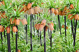 Orange Crown Imperial Lily, latin name Frittilaria imperialis.