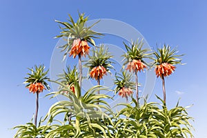 Orange Crown Imperial Lily, latin name - Frittilaria imperialis