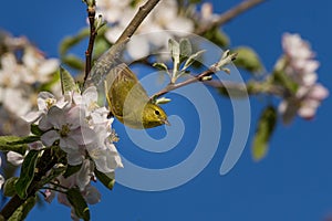 Orange-crowned Warbler