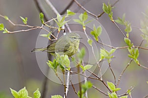 Orange-crowned Warbler