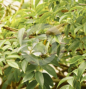Orange-crowned Warbler camouflaged in Wisteria