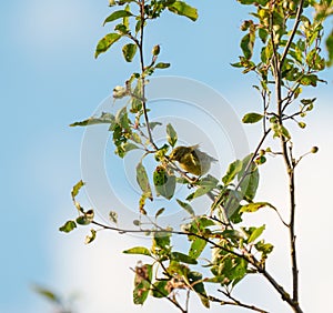 Orange crowned warbler feeding on tree top