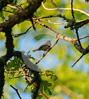 Orange crowned warbler feeding on tree top