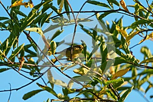 Orange crowned warbler feeding on tree top