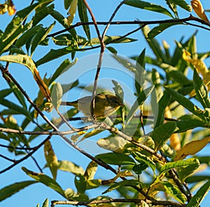 Orange crowned warbler feeding on tree top