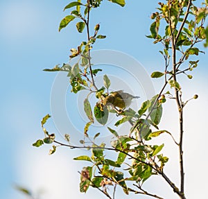 Orange crowned warbler feeding on tree top