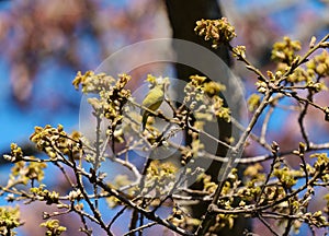 Orange crowned warbler feeding on tree top