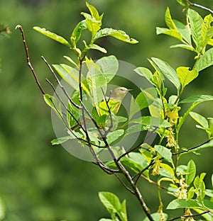 Orange crowned warbler feeding on tree top