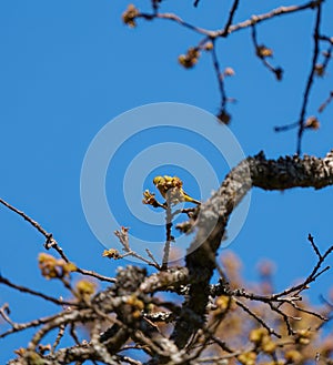 Orange crowned warbler feeding on tree top