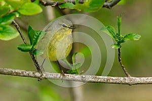 Orange-crowned Warbler - Leiothlypis celata