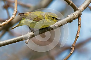 Orange-crowned Warbler - Leiothlypis celata