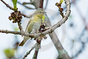 Orange-crowned Warbler - Leiothlypis celata