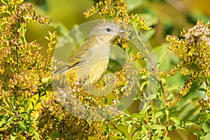 Orange-crowned Warbler - Leiothlypis celata