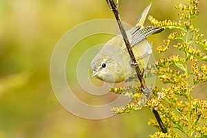 Orange-crowned Warbler - Leiothlypis celata