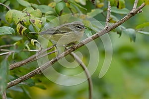 Orange-crowned Warbler - Leiothlypis celata