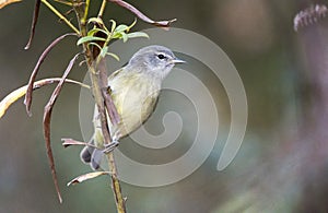 Orange crowned Warbler migrating songbird, Walton County, Georgia USA