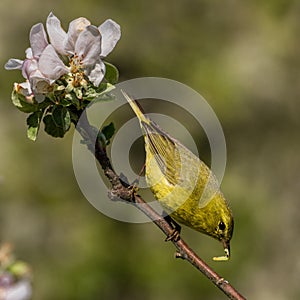 Orange-crowned Warbler photo