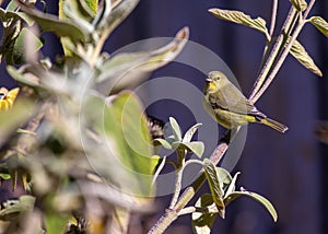 Orange-crowned Warbler (Oreothlypis celata) in the USA