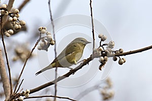 Orange-crowned Warbler orethlypis celata