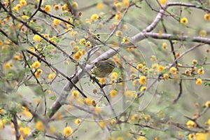 Orange-crowned Warbler orethlypis celata