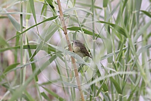 Orange-crowned Warbler orethlypis celata