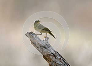 Orange-crowned warbler perched on a branch. Leiothlypis celata.