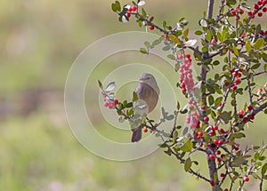 Orange-crowned warbler perched on a branch with red berries. Leiothlypis celata.