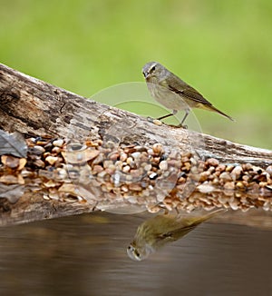 Orange-crowned warbler reflected on the water's surface. Leiothlypis celata.