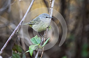 Orange- crowned Warbler songbird, Georgia USA