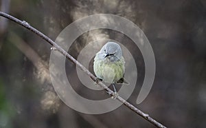 Orange- crowned Warbler songbird, Georgia USA photo