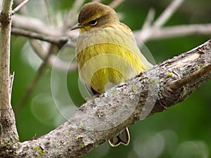 Orange Crowned Warbler