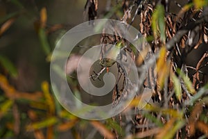 Orange-Crowned Warbler on a Twig