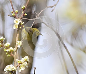 Orange-crowned Warbler, Vermivora celata photo