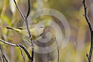 Orange-crowned Warbler, Vermivora celata, perched on branch