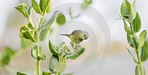 Orange-crowned Warbler Vermivora celata Perched on Leaves